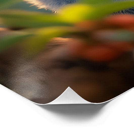 Fantasy Schattigee Koala Drinken Tree Perfect Poster (Hoek)