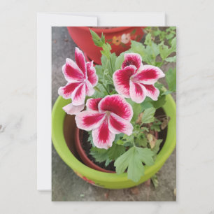 Fareham Pelargonium Bloem Plat Kaart