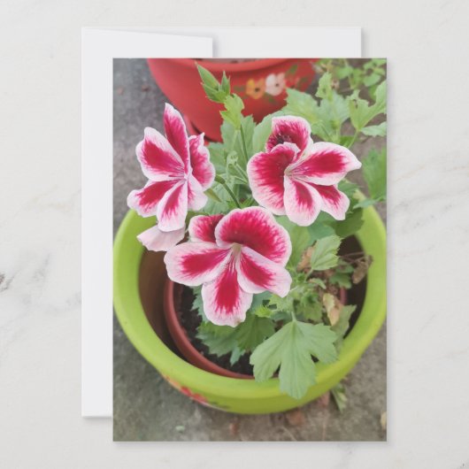 Fareham Pelargonium Bloem Plat Kaart (Voorkant)