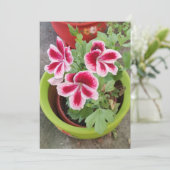 Fareham Pelargonium Bloem Plat Kaart (Staand voorkant)