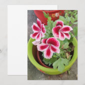 Fareham Pelargonium Bloem Plat Kaart (Voorkant / Achterkant)