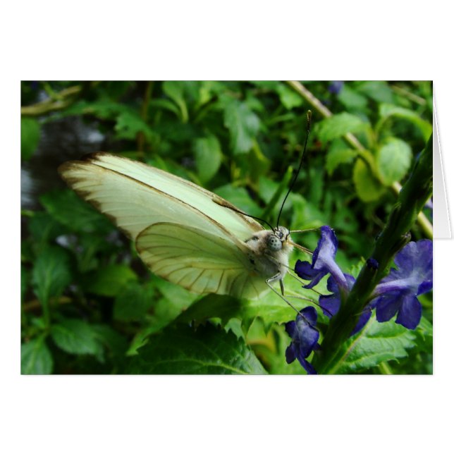 farfalla bianca (Voorkant Horizontaal)