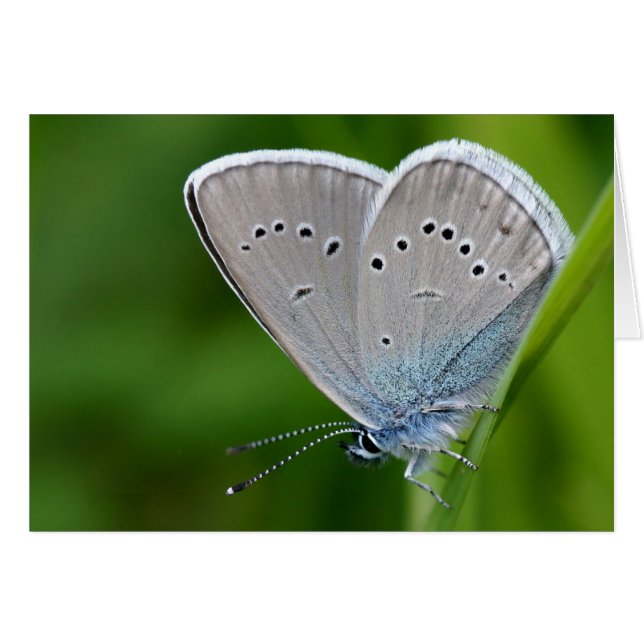 Farfalla Card (Voorkant Horizontaal)