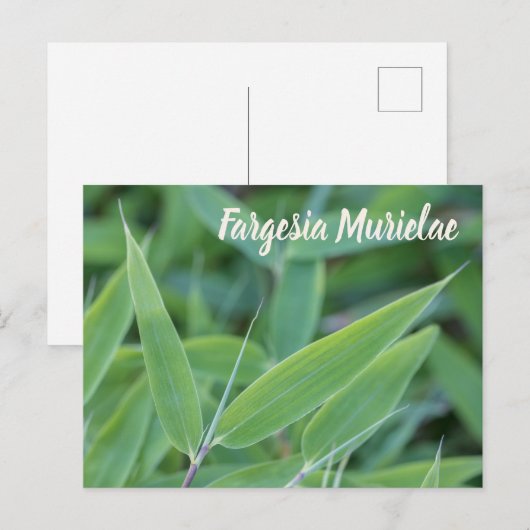 Fargesia murielae Bamboo plant voor tuinbouwcadeau Feestdagenkaart (Voorkant / Achterkant)