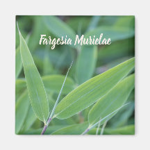 Fargesia murielae Bamboo plant voor tuinbouwcadeau