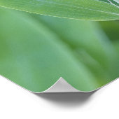 Fargesia murielae Bamboo plant voor tuinbouwcadeau Poster (Hoek)