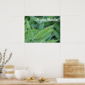Fargesia murielae Bamboo plant voor tuinbouwcadeau Poster (Keuken)