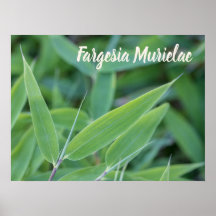 Fargesia murielae Bamboo plant voor tuinbouwcadeau