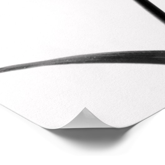 Fargesia sp. Bamboe in zwart-wit Poster (Hoek)