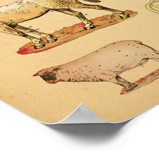 Farm Animals Anatomy Atlas Poster (Hoek)