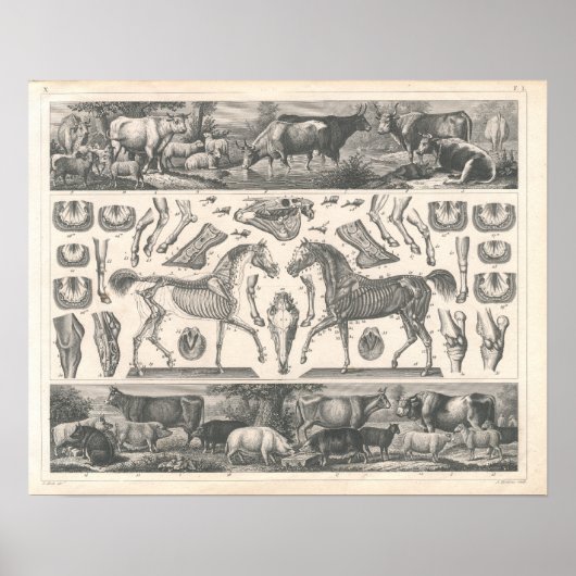 Farm Animals Print 1800's Cows Sheep Horse Pigs (Voorkant)