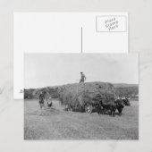 Farmers Cutting Hay, 1906 Briefkaart (Voorkant / Achterkant)