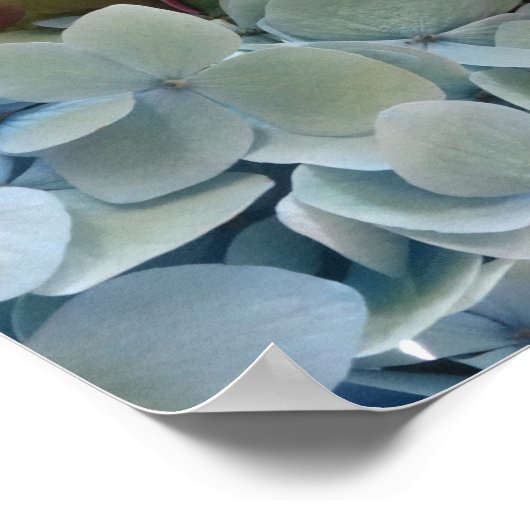 FARMphemera.com "Hydrangeas"-poster Poster (Hoek)