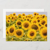 Farms | A Sunflower Field Bedankkaart (Voorkant / Achterkant)