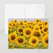 Farms | A Sunflower Field Briefkaart (Voorkant / Achterkant)