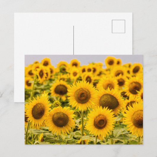 Farms | A Sunflower Field Briefkaart (Voorkant / Achterkant)