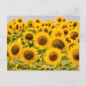 Farms | A Sunflower Field Briefkaart (Voorkant)
