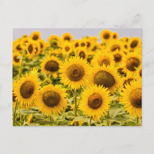 Farms | A Sunflower Field Briefkaart (Voorkant)