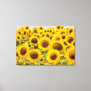 Farms   A Sunflower Field Canvas Afdruk