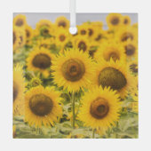 Farms | A Sunflower Field Glas Ornament (Voorkant)