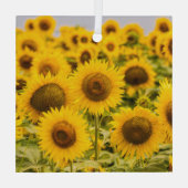 Farms | A Sunflower Field Glas Ornament (Achterkant)