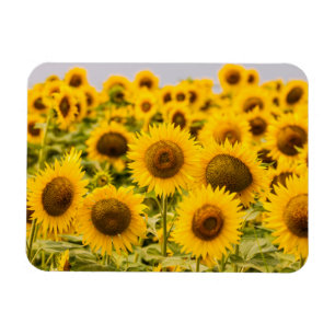 Farms   A Sunflower Field Magneet
