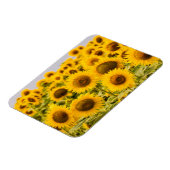 Farms | A Sunflower Field Magneet (Linkerzijde)