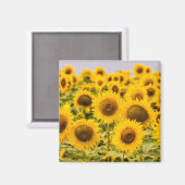 Farms | A Sunflower Field Magneet (Voorkant / Achterkant)