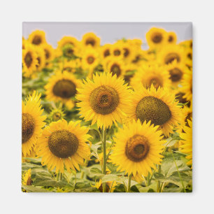 Farms   A Sunflower Field Magneet