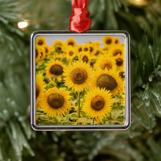 Farms | A Sunflower Field Metalen Ornament (Boom)