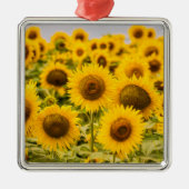 Farms | A Sunflower Field Metalen Ornament (Voorkant)