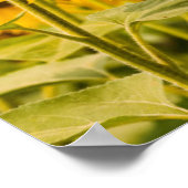 Farms | A Sunflower Field Poster (Hoek)