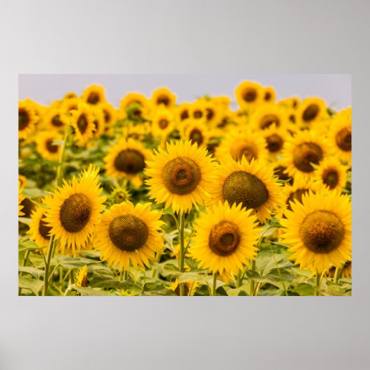 Farms | A Sunflower Field Poster (Voorkant)