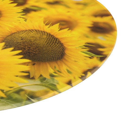 Farms | A Sunflower Field Snijplank (Hoek)