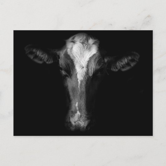 Farms | B&W Cow Head Shot Briefkaart (Voorkant)