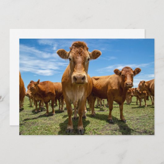Farms Brown Cow Group Bedankkaart (Voorkant / Achterkant)