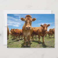 Farms Brown Cow Group