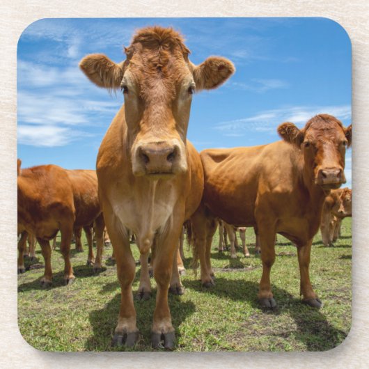 Farms Brown Cow Group Bier Onderzetter (Voorkant)