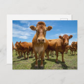 Farms Brown Cow Group Briefkaart (Voorkant / Achterkant)