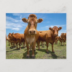 Farms Brown Cow Group Briefkaart