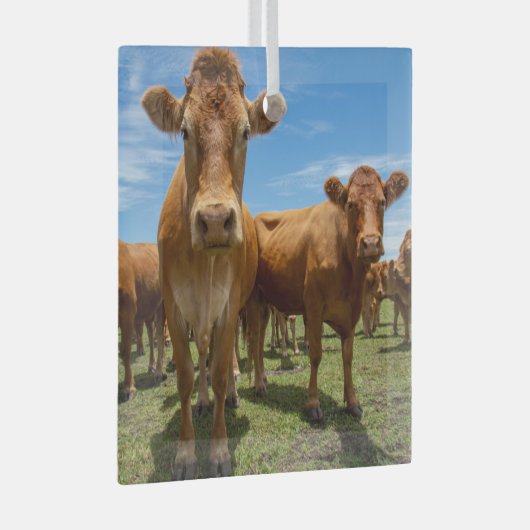 Farms Brown Cow Group Glas Ornament (Voorkant Rechts)
