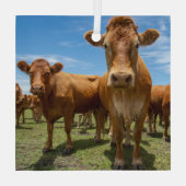 Farms Brown Cow Group Glas Ornament (Achterkant)