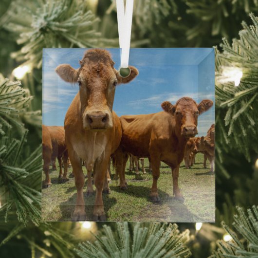 Farms Brown Cow Group Glas Ornament (Insitu)