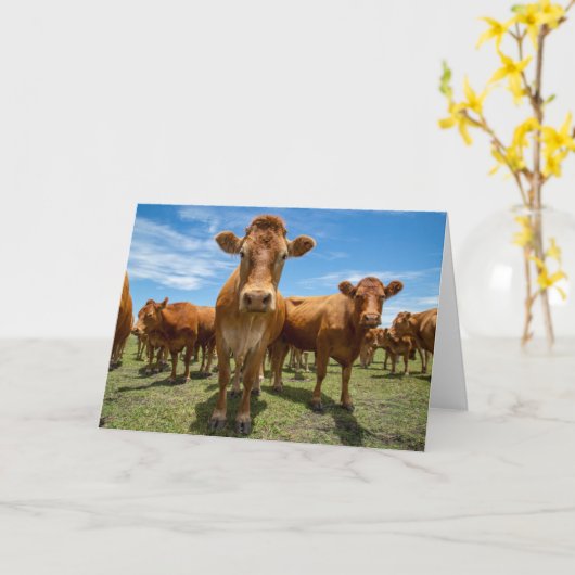 Farms Brown Cow Group Kaart (Gele Bloem)