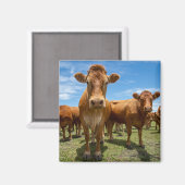 Farms Brown Cow Group Magneet (Voorkant / Achterkant)
