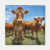 Farms Brown Cow Group Magneet (Voorkant)