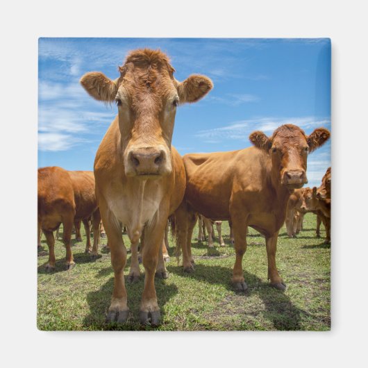 Farms Brown Cow Group Magneet (Voorkant)