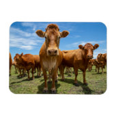 Farms Brown Cow Group Magneet (Horizontaal)