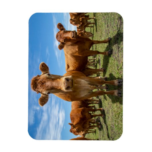 Farms Brown Cow Group Magneet (Verticaal)