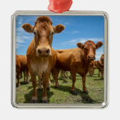 Farms Brown Cow Group Metalen Ornament (Voorkant)